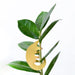 Planten diertje Pangolin Krossproducts | De online winkel voor hebbedingetjes
